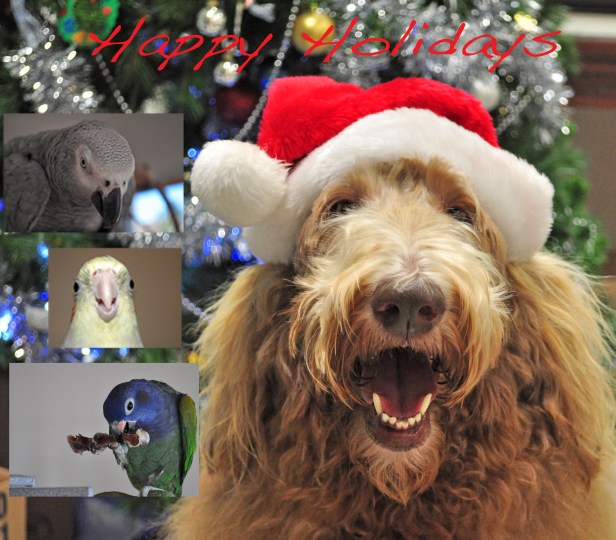 molly and birds xmas DSC_7582 copy copy